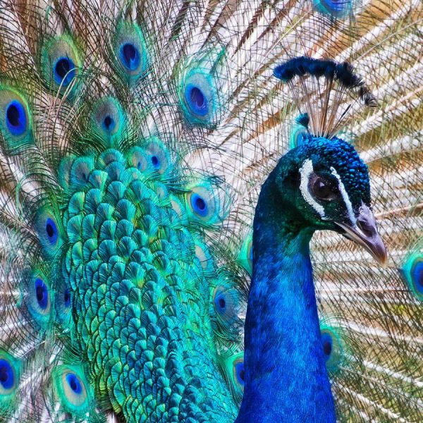 Wedding Bells, Feathers, Crystals and a Peacock in a Fruit Tree