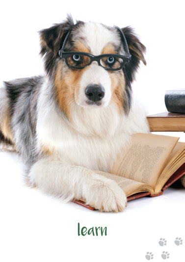 Dog Wisdom Deck, Revised Ed image 6