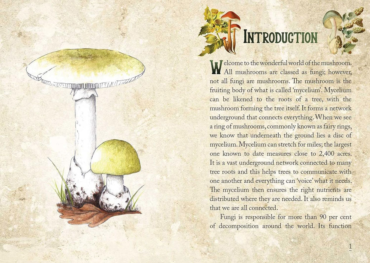 Mushroom Spirit Oracle image 4