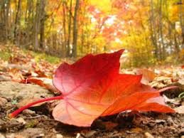 Autumn Equinox - The Seeds of Harvest
