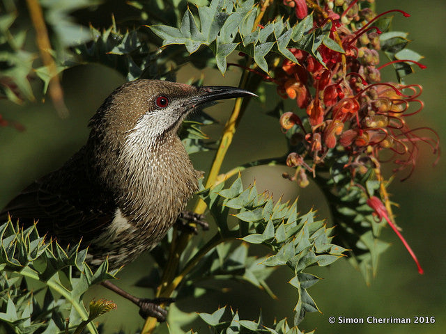 Djilba - Willy Wagtails, Wattlebirds and Swooping Magpies
