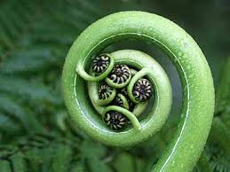 Ancient Maori Healing Power