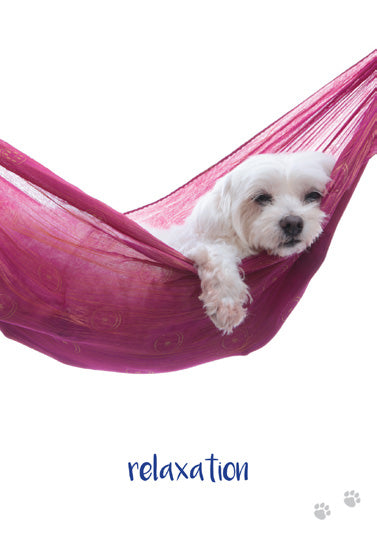 Dog Wisdom Deck, Revised Ed image 4